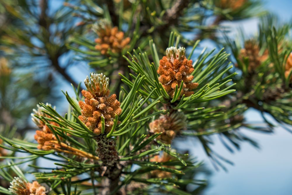 Die männlichen Blüten einer Bergkiefer