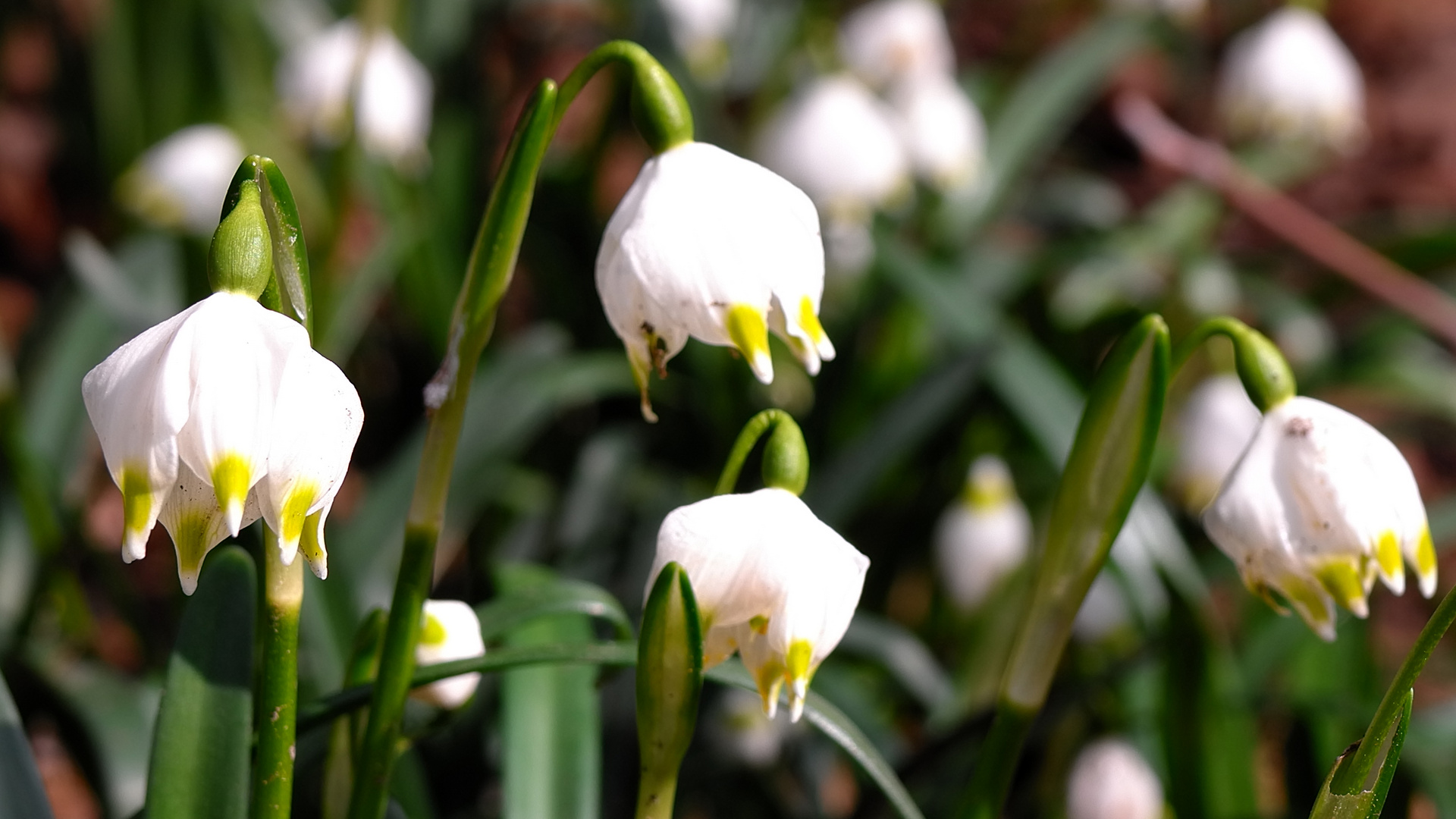 Die Märzenbecher blühen - der Frühling beginnt !