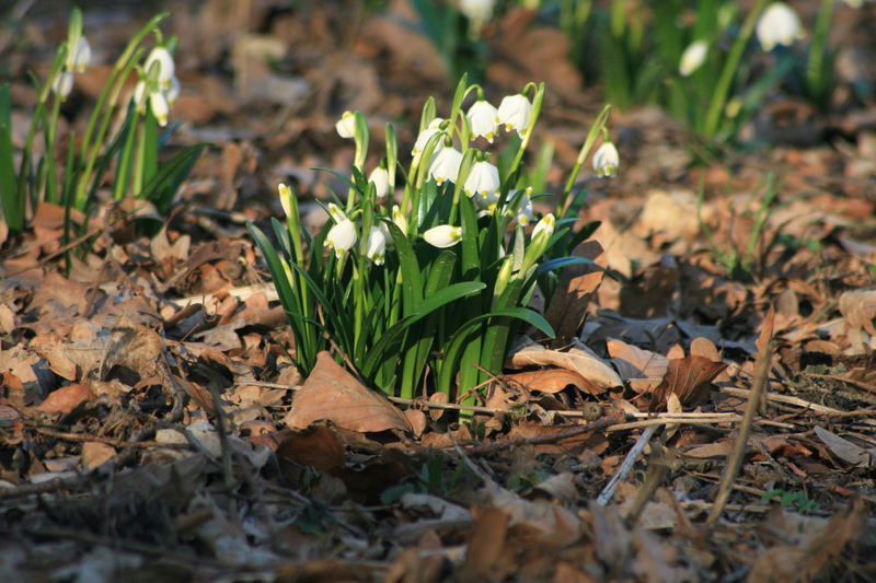 Die Märzenbecher blühten schon im Februar