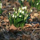 Die Märzenbecher blühten schon im Februar