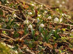 Die Märzenbecher (Leucojum vernum) ...