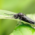 Die Märzfliege am Waldrand