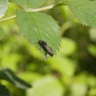 Die Märzfliegen (Bibio marci) sind wieder da: hier ein Männchen