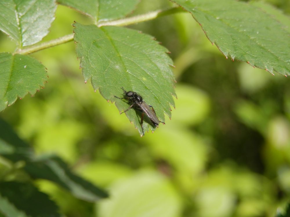 Die Märzfliegen (Bibio marci) sind wieder da: hier ein Männchen