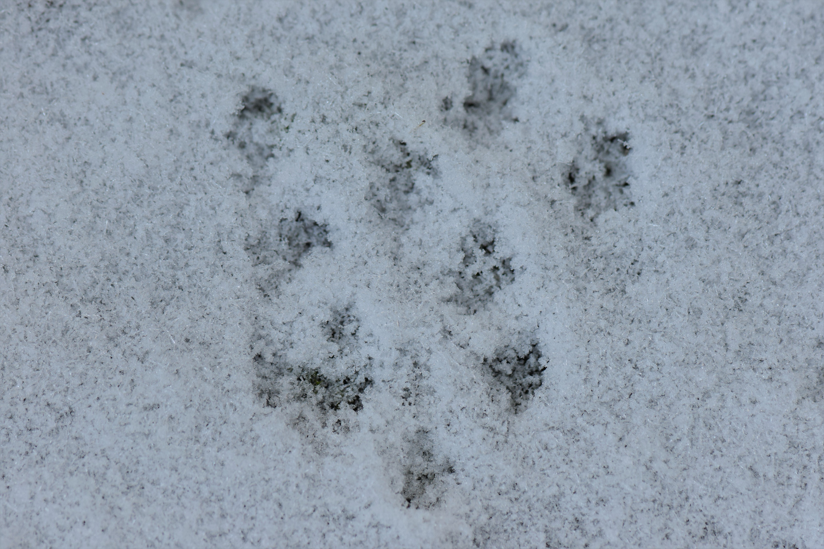 Die Mäuschen in meinem Garten ........ 