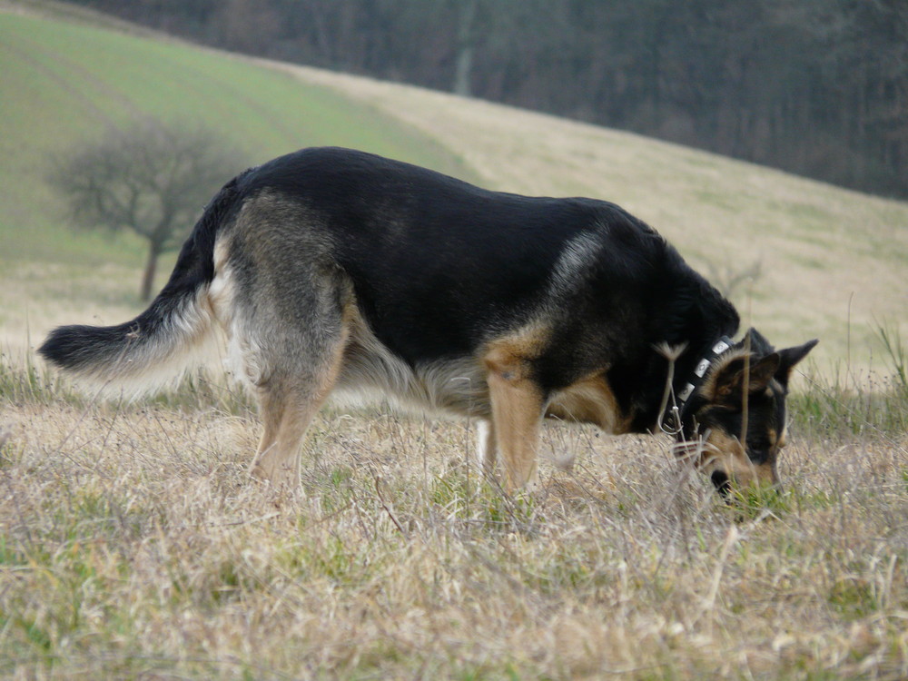 Die Mäusejägerin