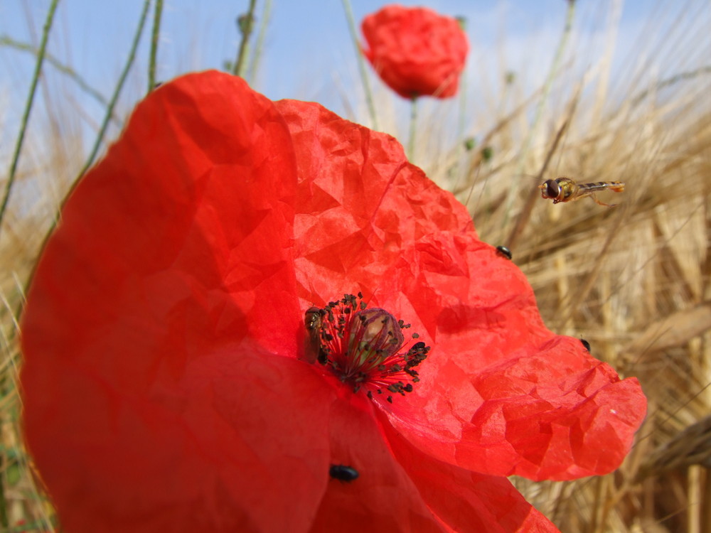 Die Magie der Mohnblume