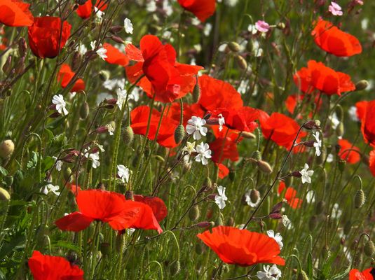 DIE MAGIE DER MOHNBLUMEN