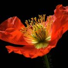 Die Magie der roten Farbe - Islandmohn - ( Stacking Bild )  