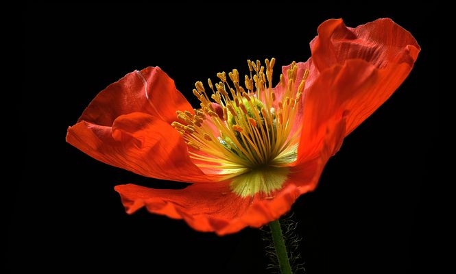 Die Magie der roten Farbe - Islandmohn - ( Stacking Bild )  
