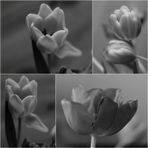 Die Magie der Tulpen
