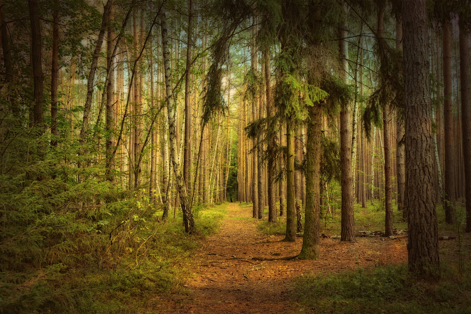 die Magie der Wälder ...