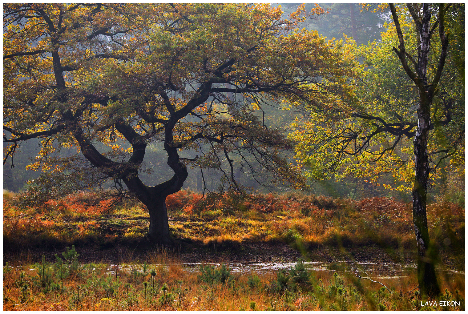 Die Magie des Herbstes in Farbe und Licht ...