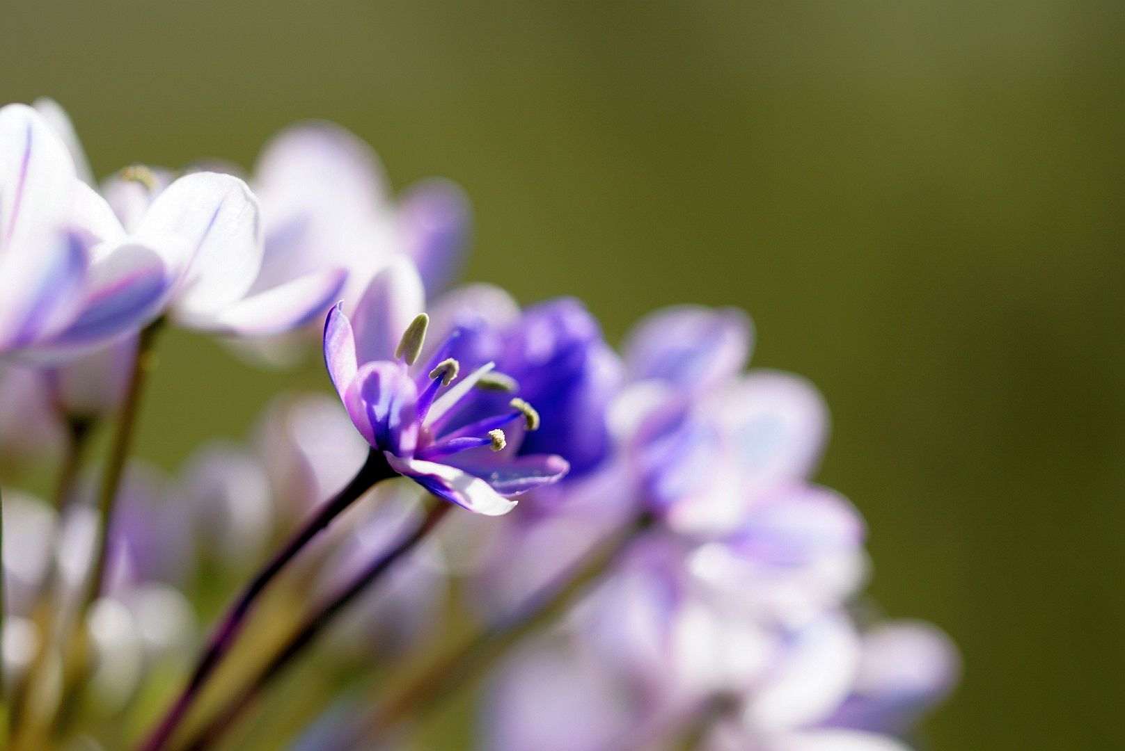 die magie liegt in der natur