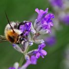 die Magie von Hummel und Lavendel.....