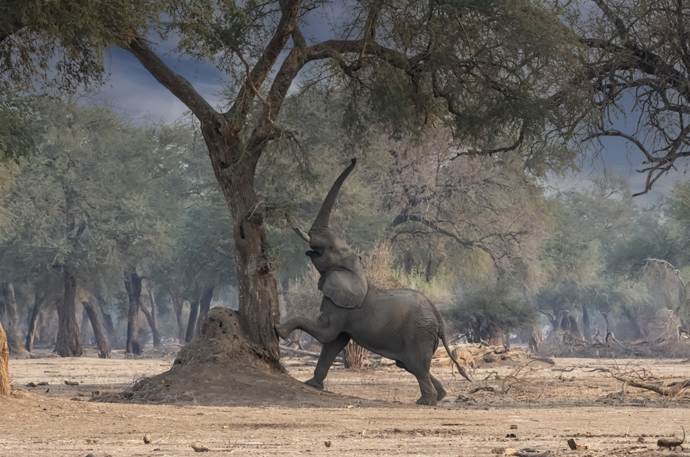 Die Magie von Mana Pools