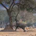 Die Magie von Mana Pools