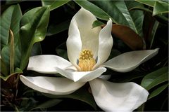 Die Magnolie.....