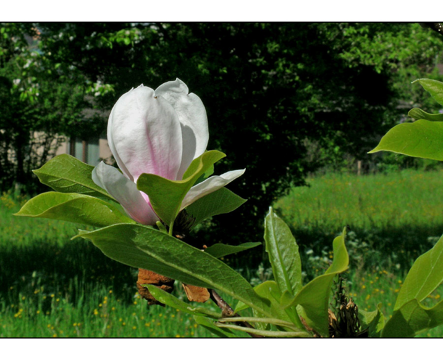 Die Magnolie