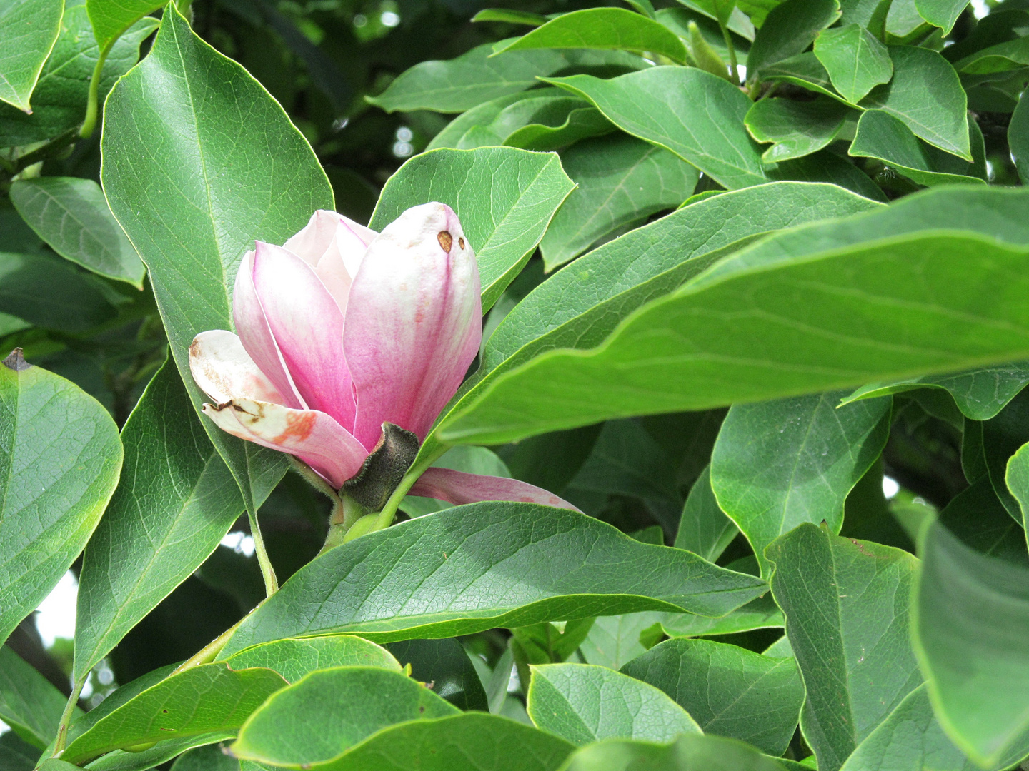 die Magnolie blühte schon wieder ...... und das Ende August