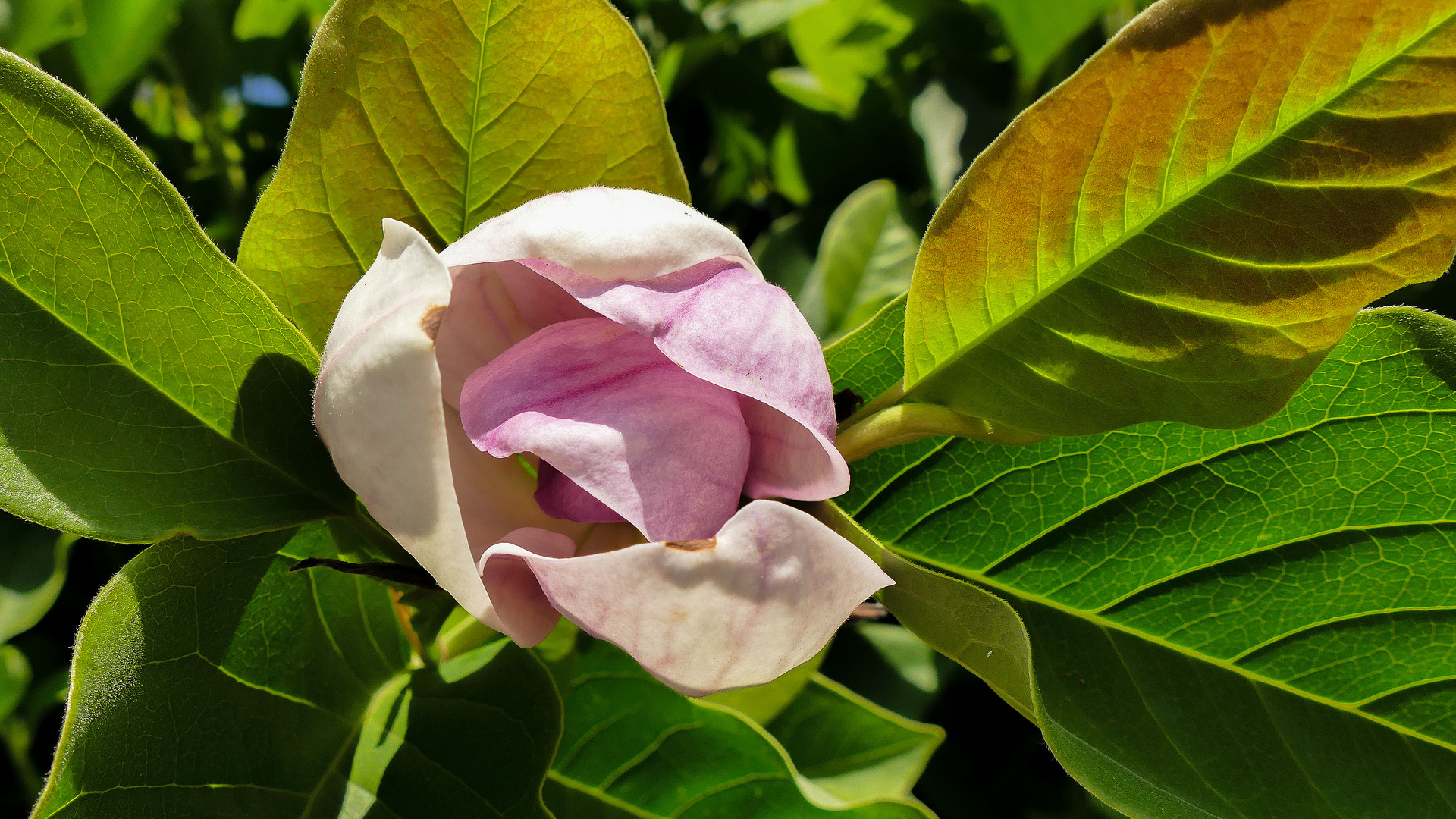 Die Magnolie