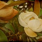 Die Magnolie