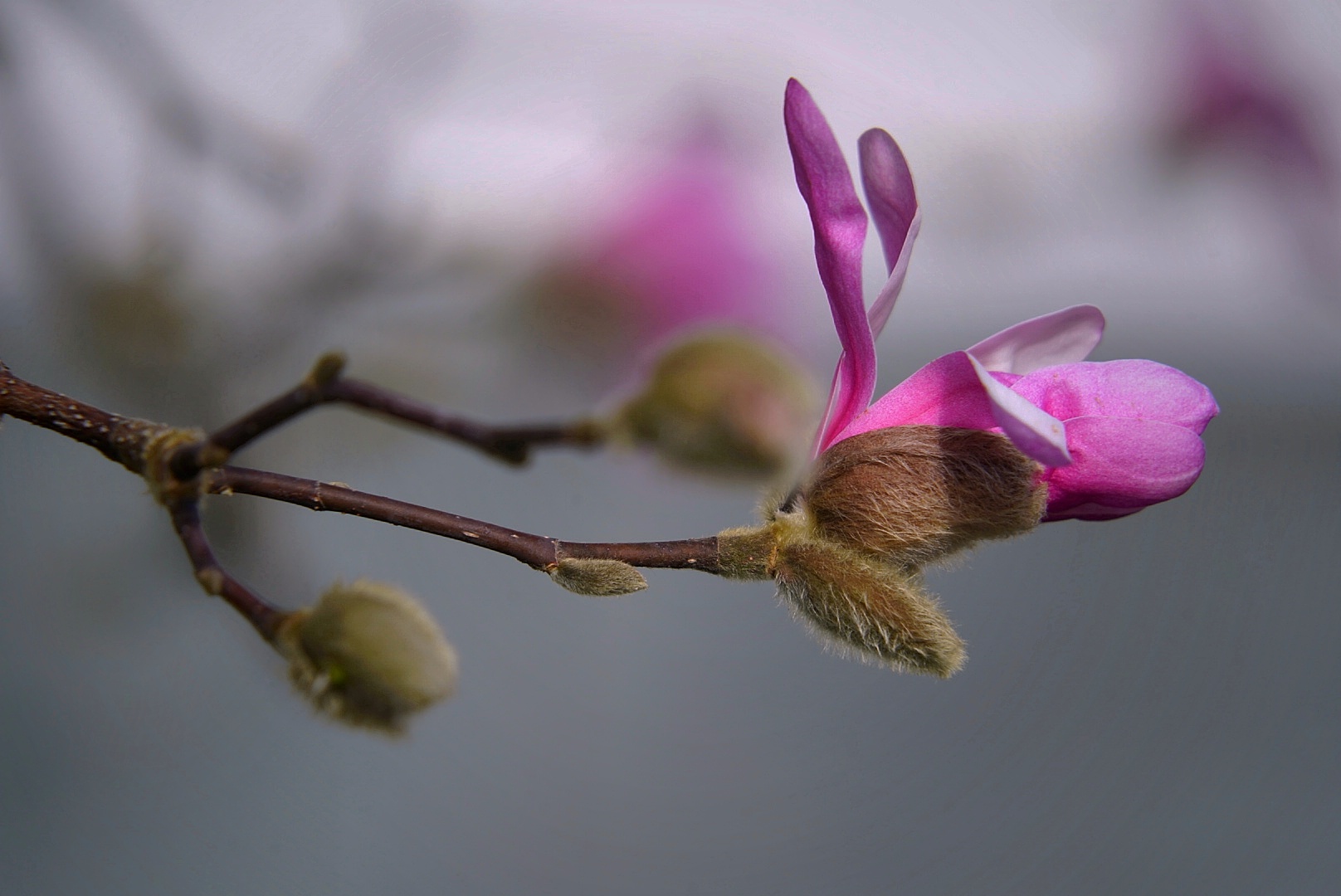 Die Magnolie fängt langsam an zu blühen.. 