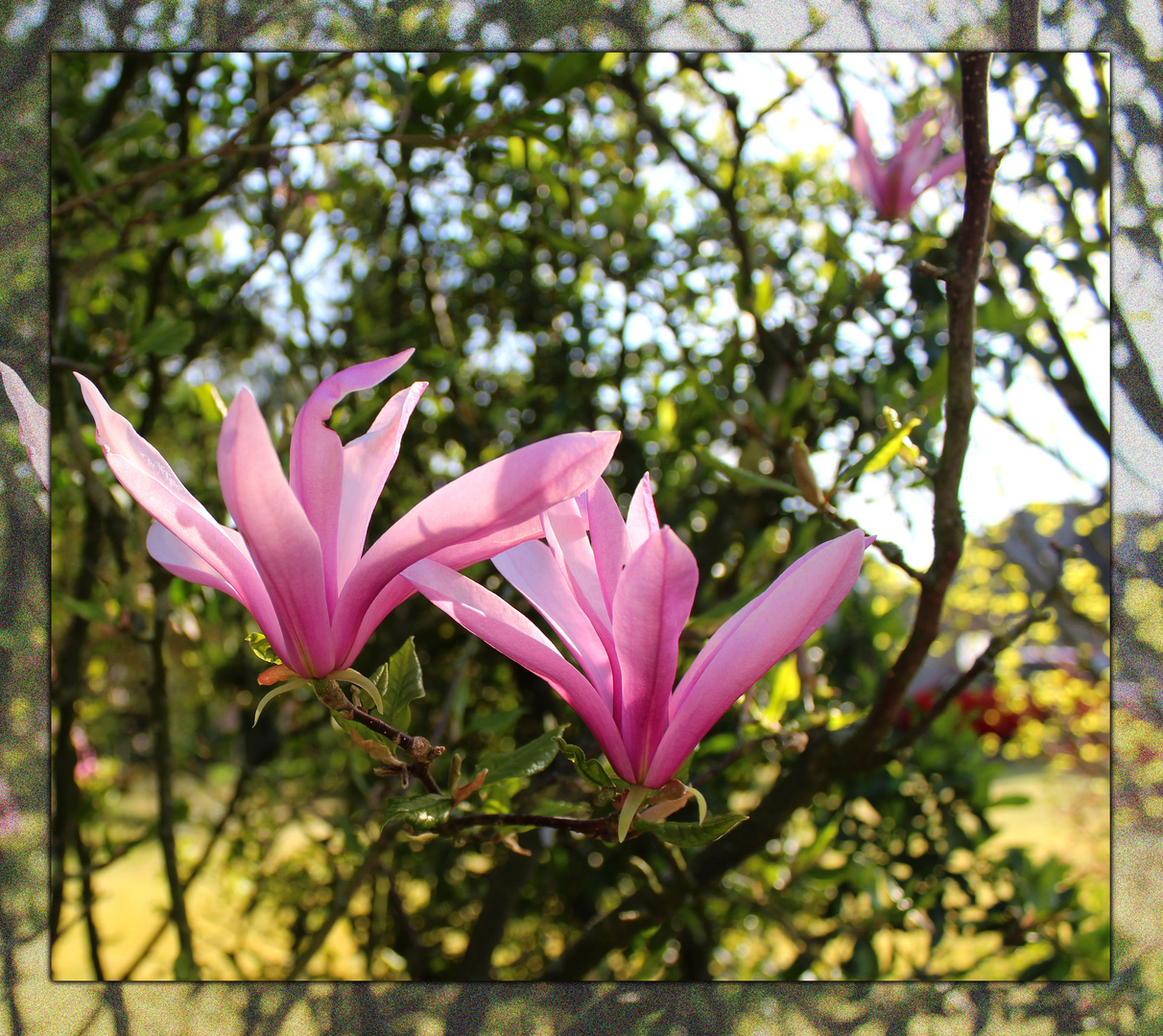 die Magnolie meines Nachbarn ...