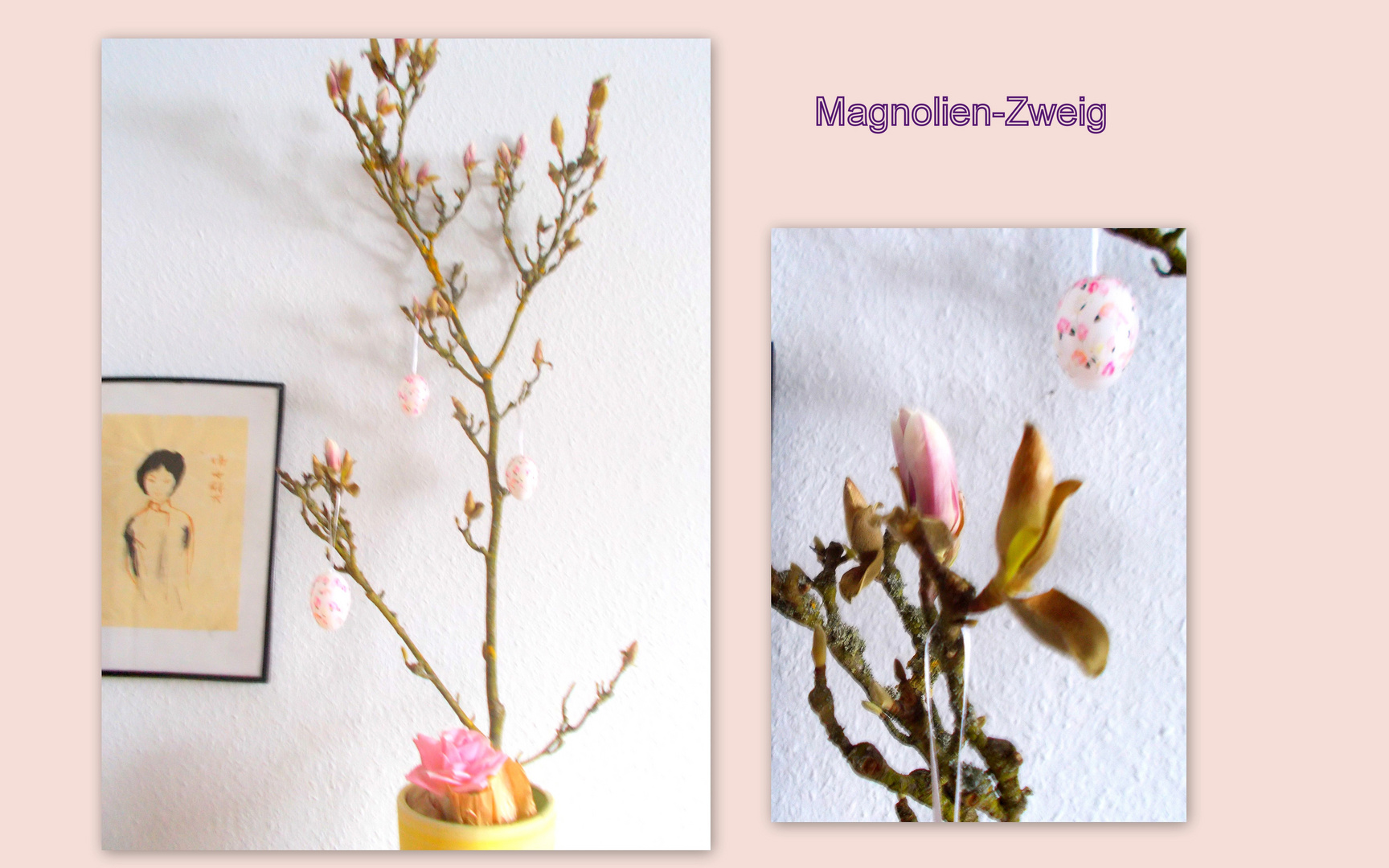 Die Magnolie öffnet langsam ihre Blüten :-))