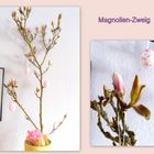 Die Magnolie öffnet langsam ihre Blüten :-))