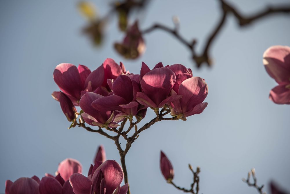 Die Magnolien blühen.....