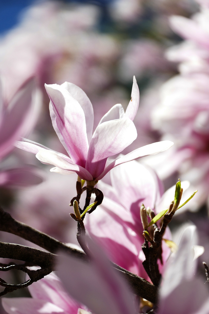 Die Magnolien blühen