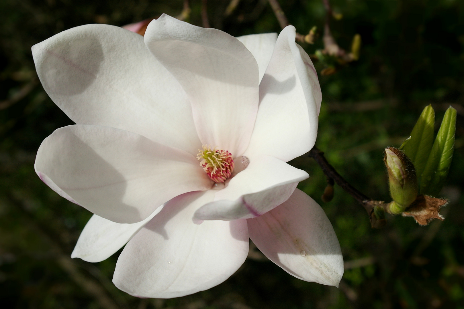 Die Magnolien blühen wieder.