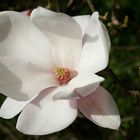 Die Magnolien blühen wieder.