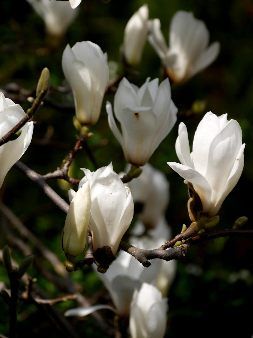 Die Magnolien blühen wieder,