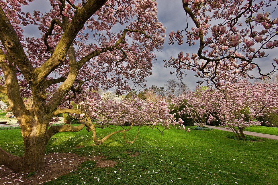 Die Magnolien der Wilhelma 1