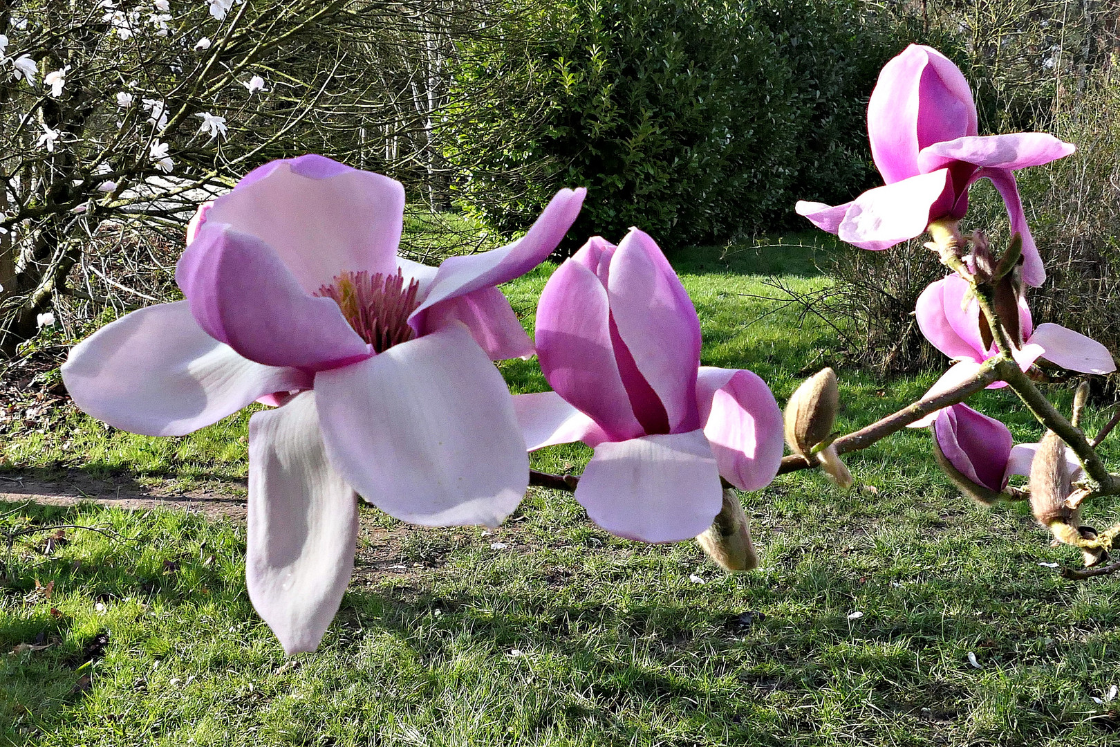 Die Magnolien . . .