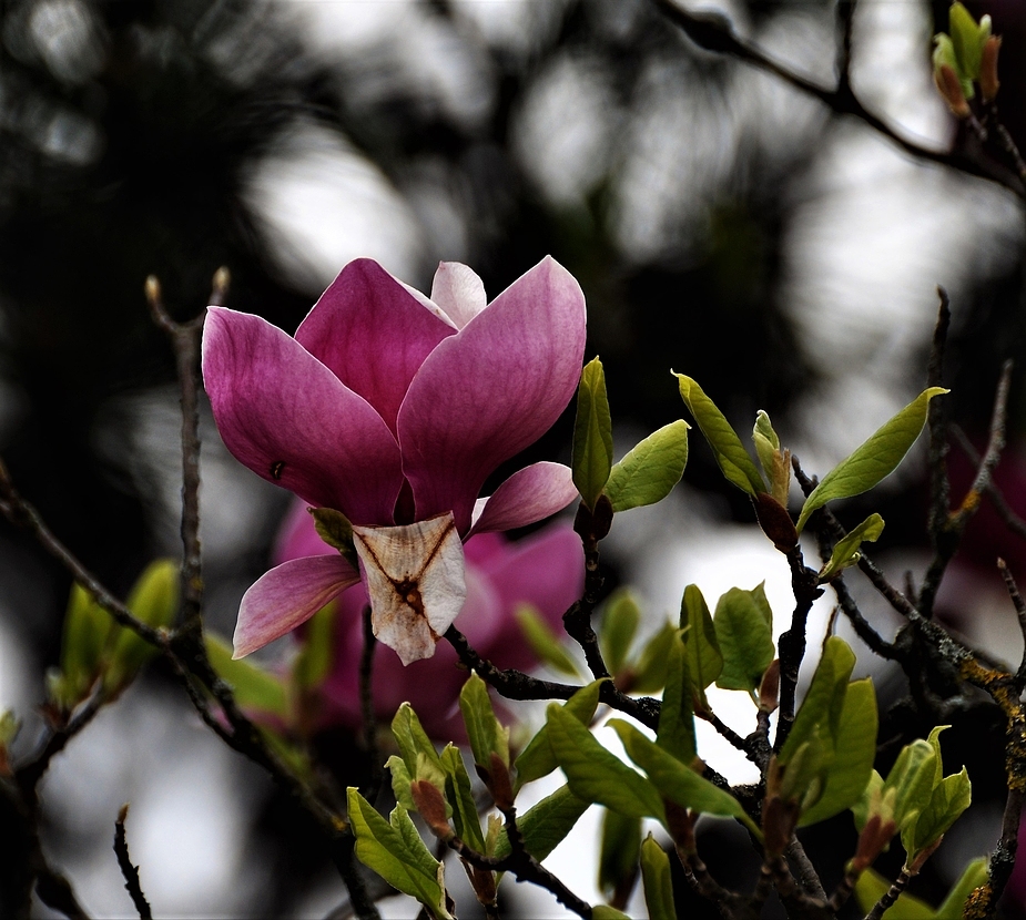 Die Magnolien haben ein bischen unter dem Frost gelitten