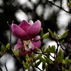 Die Magnolien haben ein bischen unter dem Frost gelitten