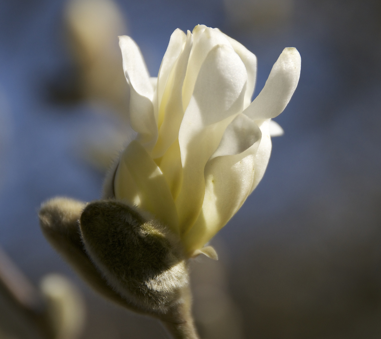 ...die Magnolien können es kaum erwarten!