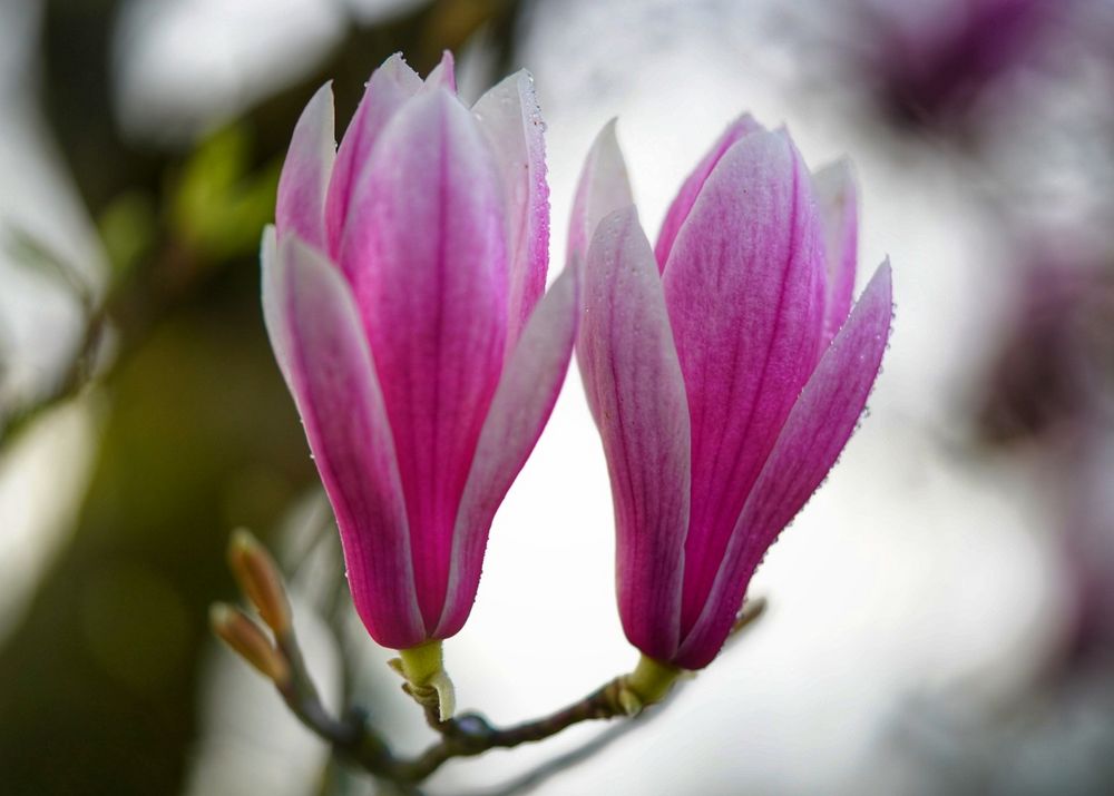 Die Magnolien verblühen bereits...