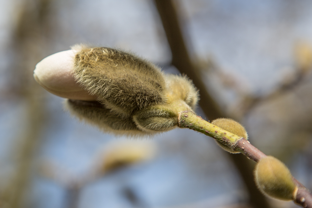 Die Magnolien wollen auch endlich Wärme spüren.......