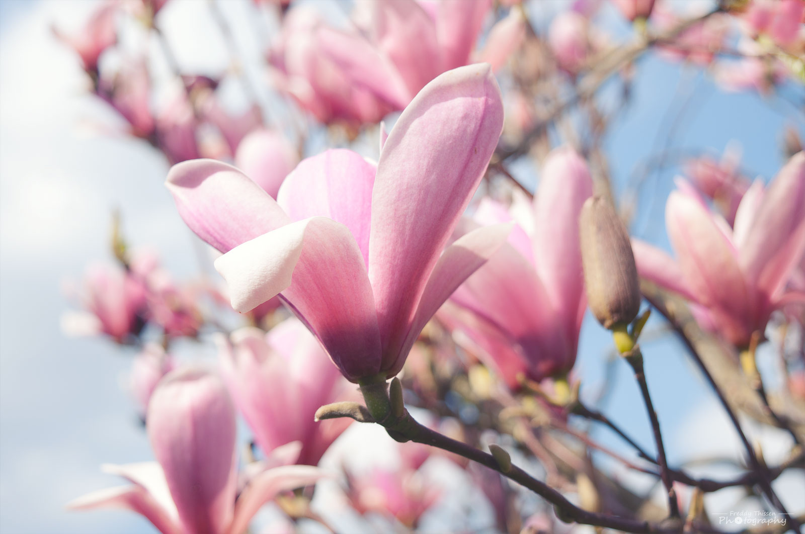 Die Magnolien zur  Frühlingszeit.