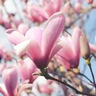 Die Magnolien zur  Frühlingszeit.