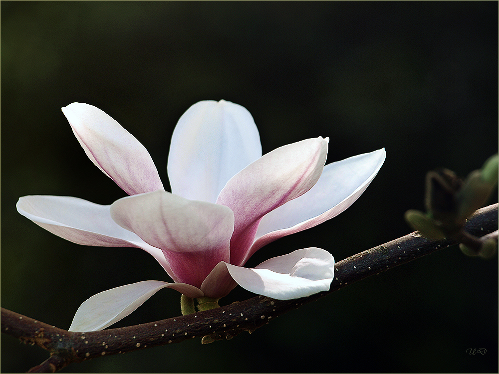 die Magnolienblüte