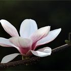 die Magnolienblüte