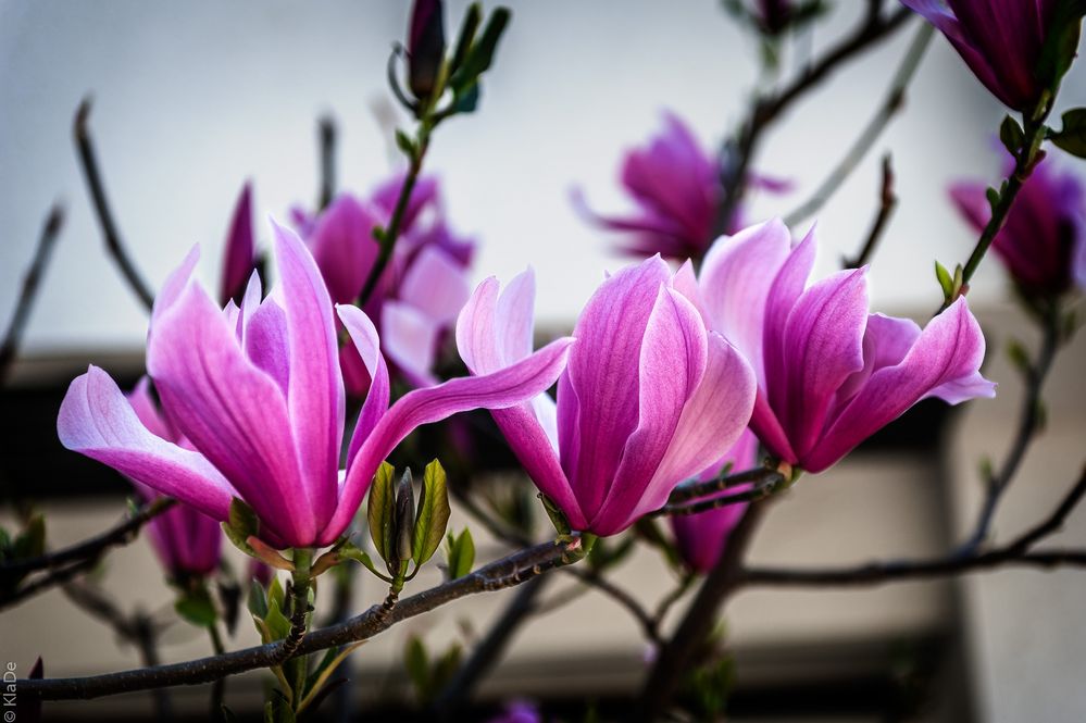 Die Magnolienblüte ...