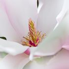 Die Magnolienblüte