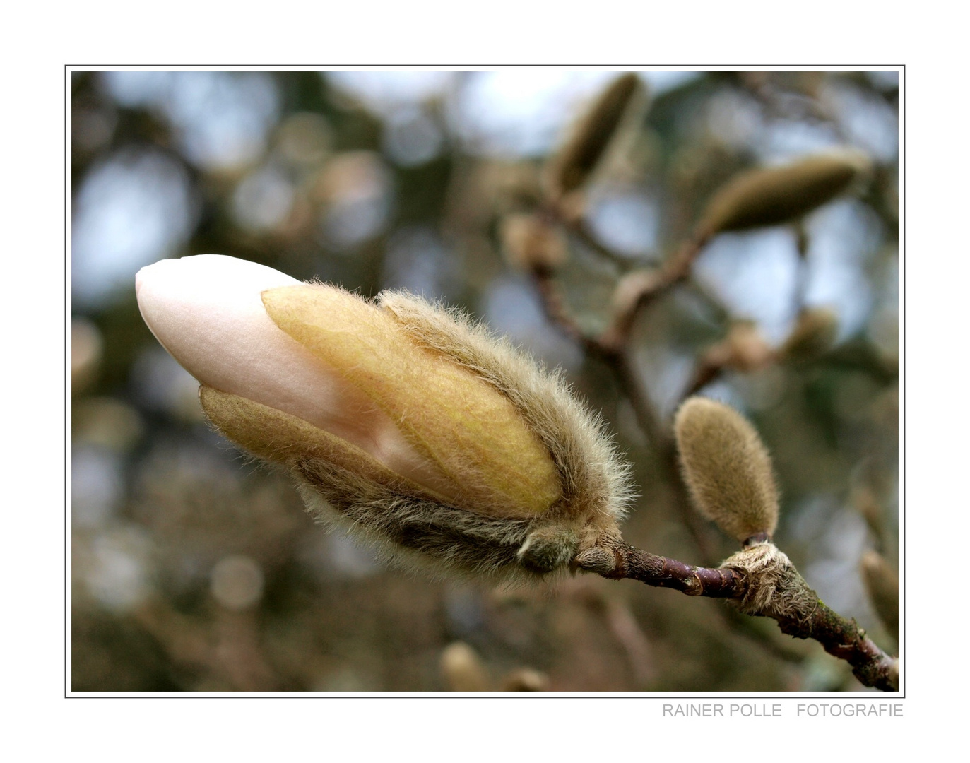 ~ Die Magnolienblüte ~