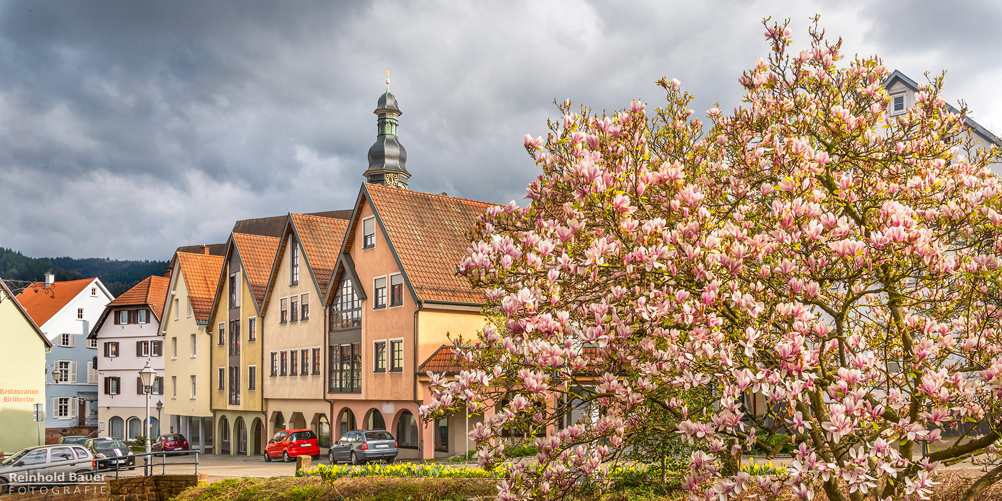 Die Magnolienblüte bringt farbige Akzente in  die Gernsbacher Altstadt